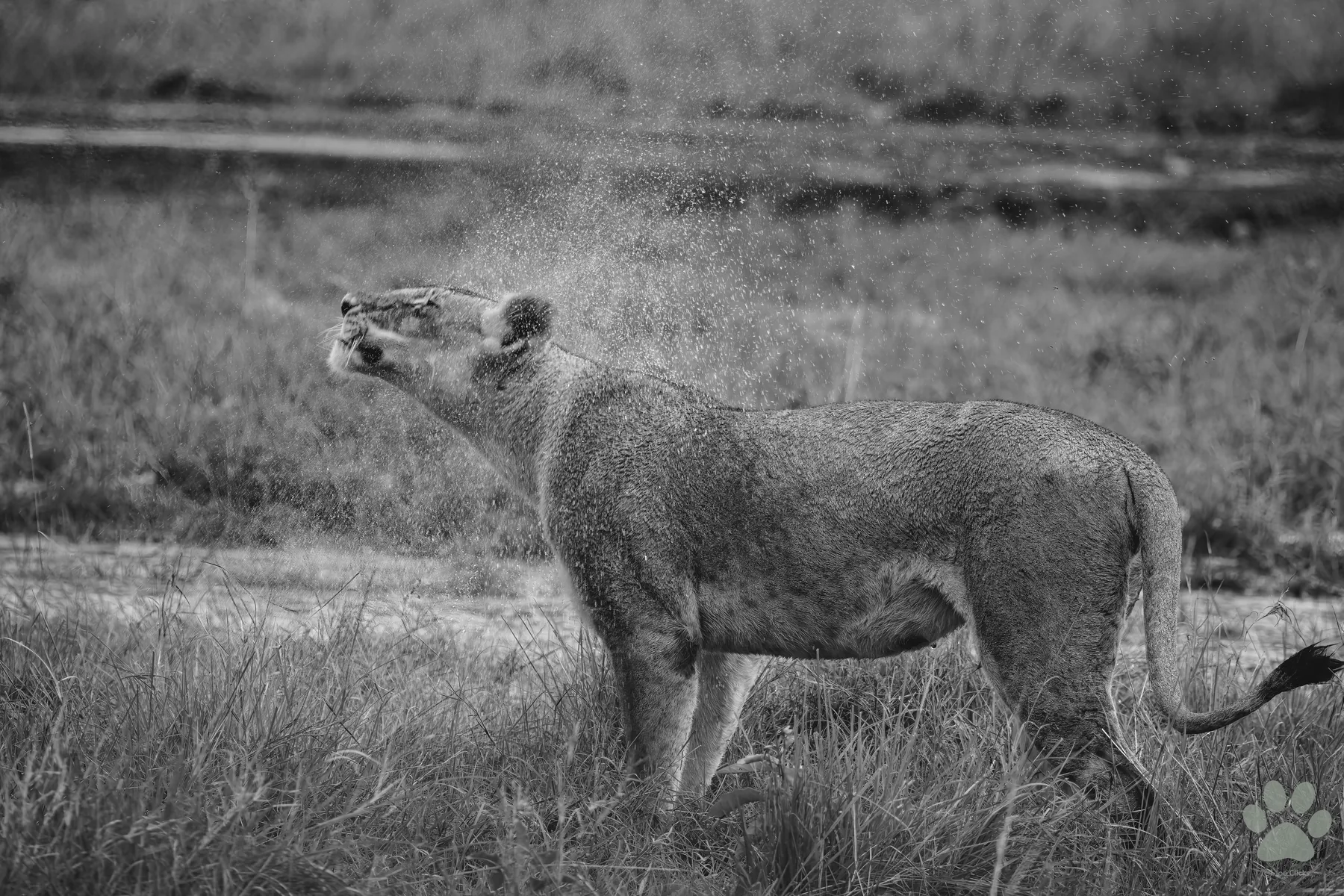After the Rain: wildlife photograph by Joe Clicks, Kenya