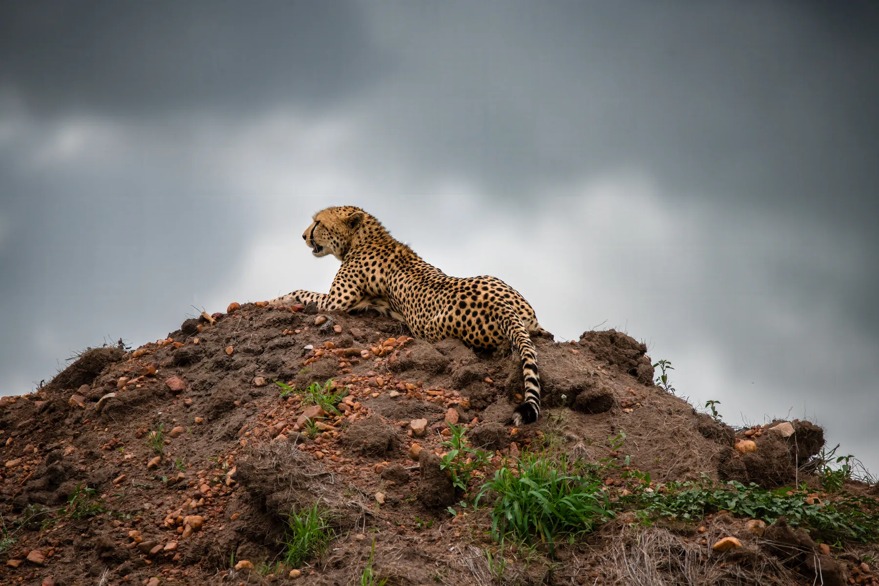 Before the Storm: wildlife photograph by Joe Clicks, Kenya