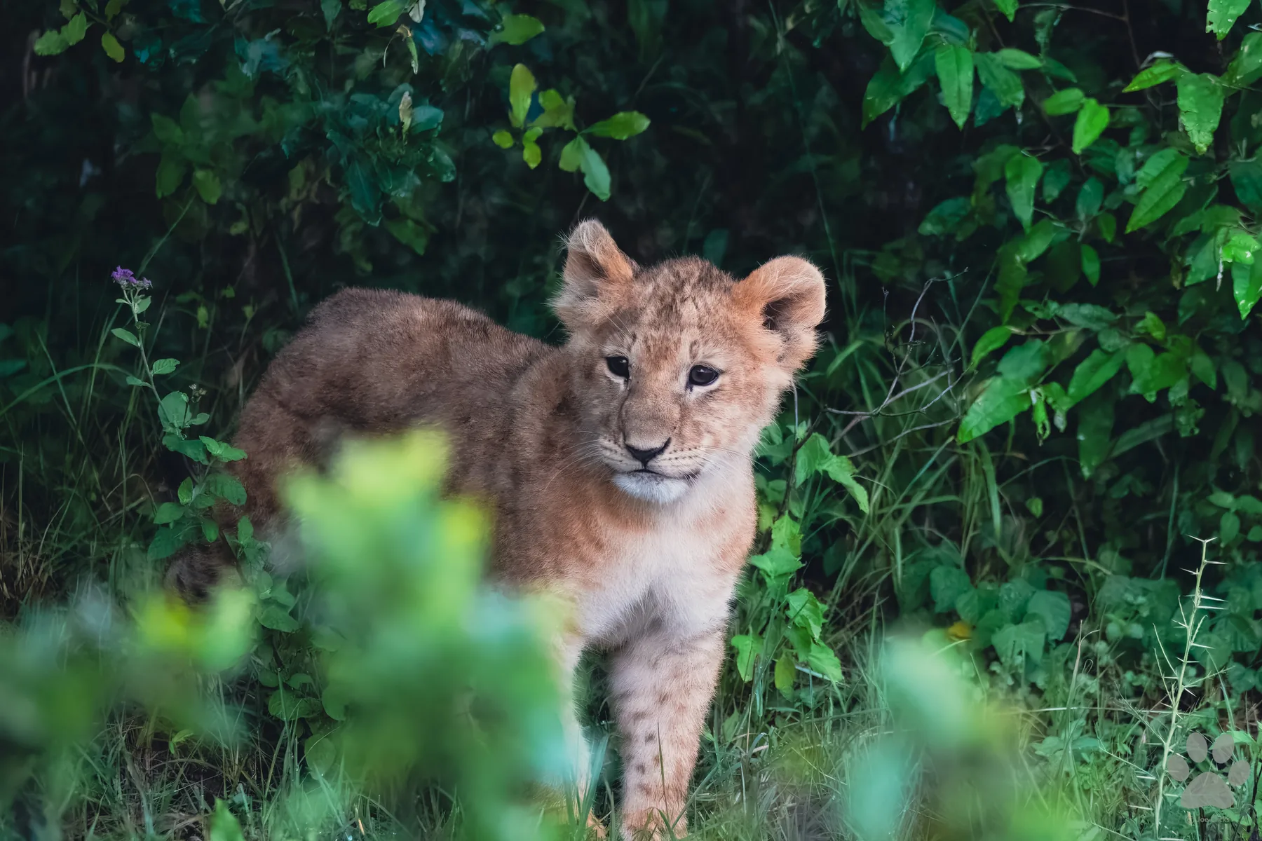 First Steps: wildlife photograph by Joe Clicks, Kenya