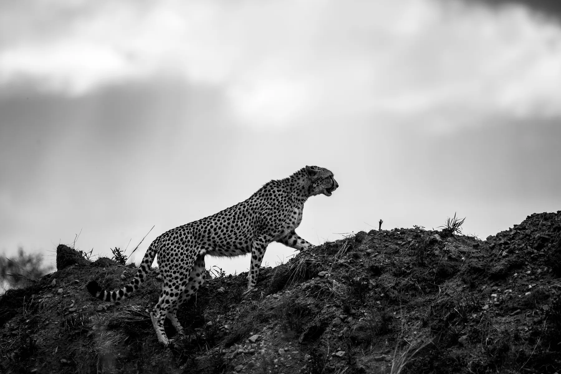 High Ground: wildlife photograph by Joe Clicks, Kenya
