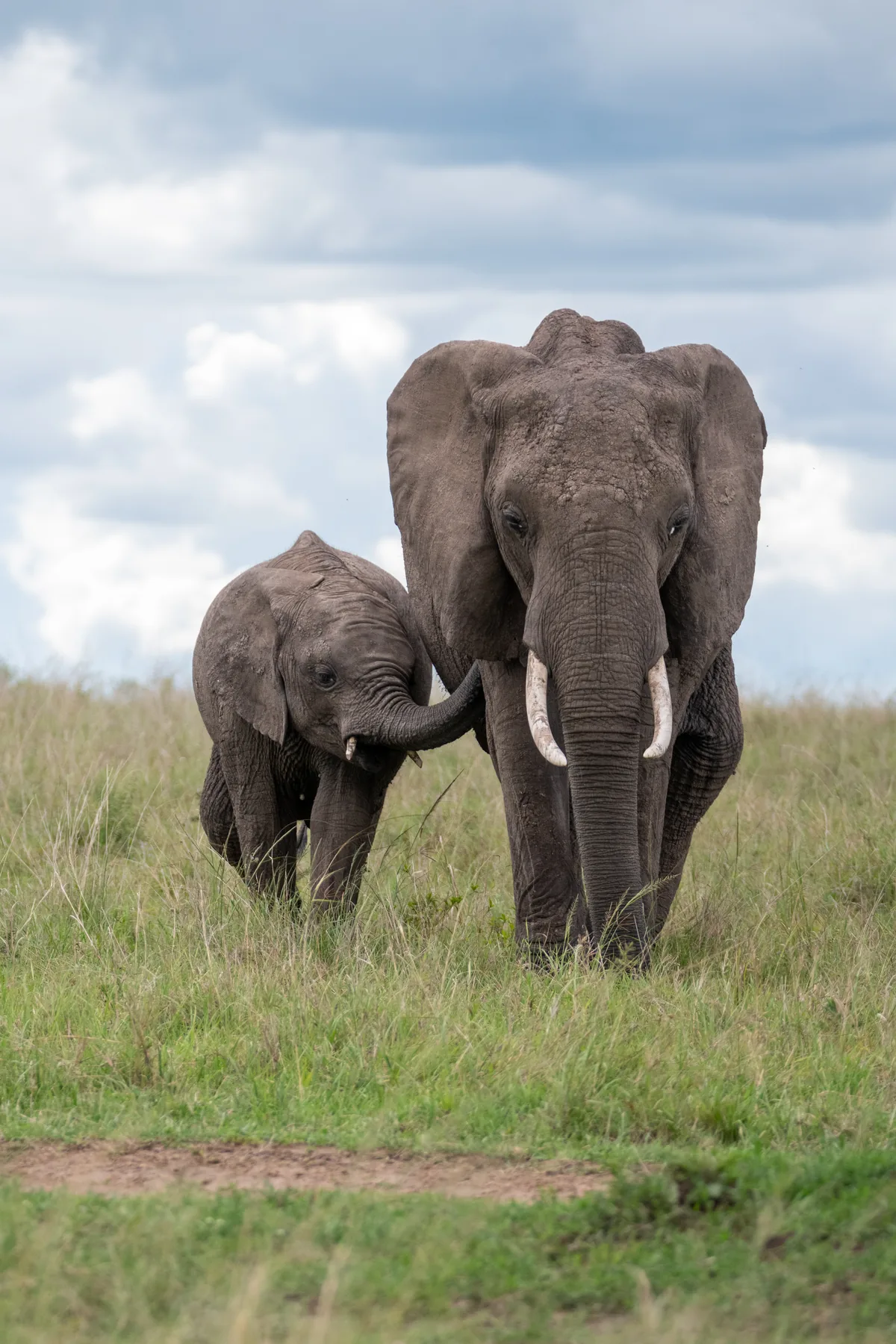In Her Footsteps: wildlife photograph by Joe Clicks, Kenya