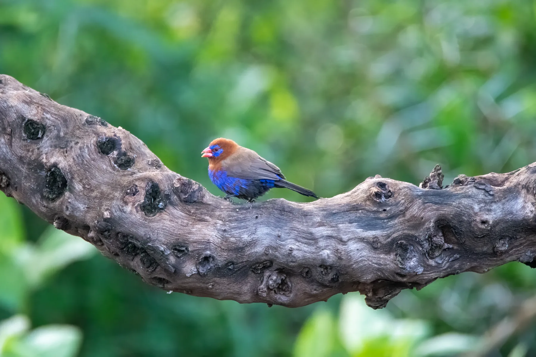 Jewel of the Bush: wildlife photograph by Joe Clicks, Kenya