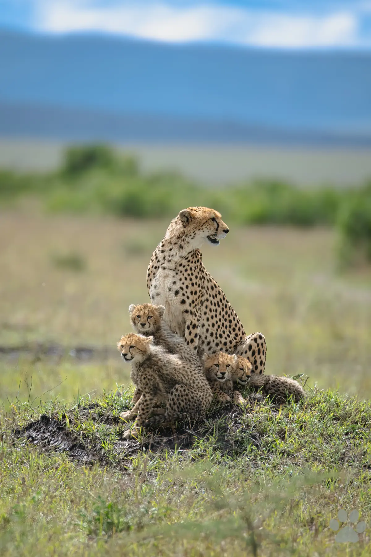 The Lookout: cheetah mother with four cubs on a mound, Masai Mara, Kenya
