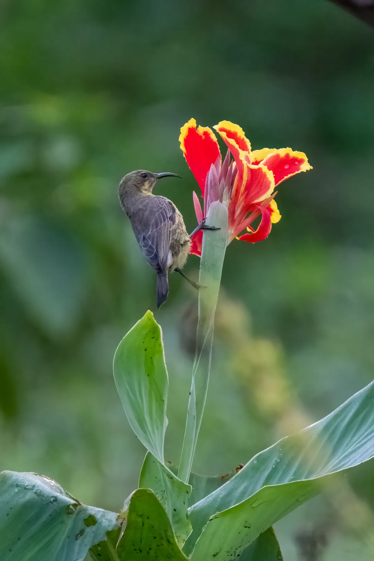 Nectar: wildlife photograph by Joe Clicks, Kenya
