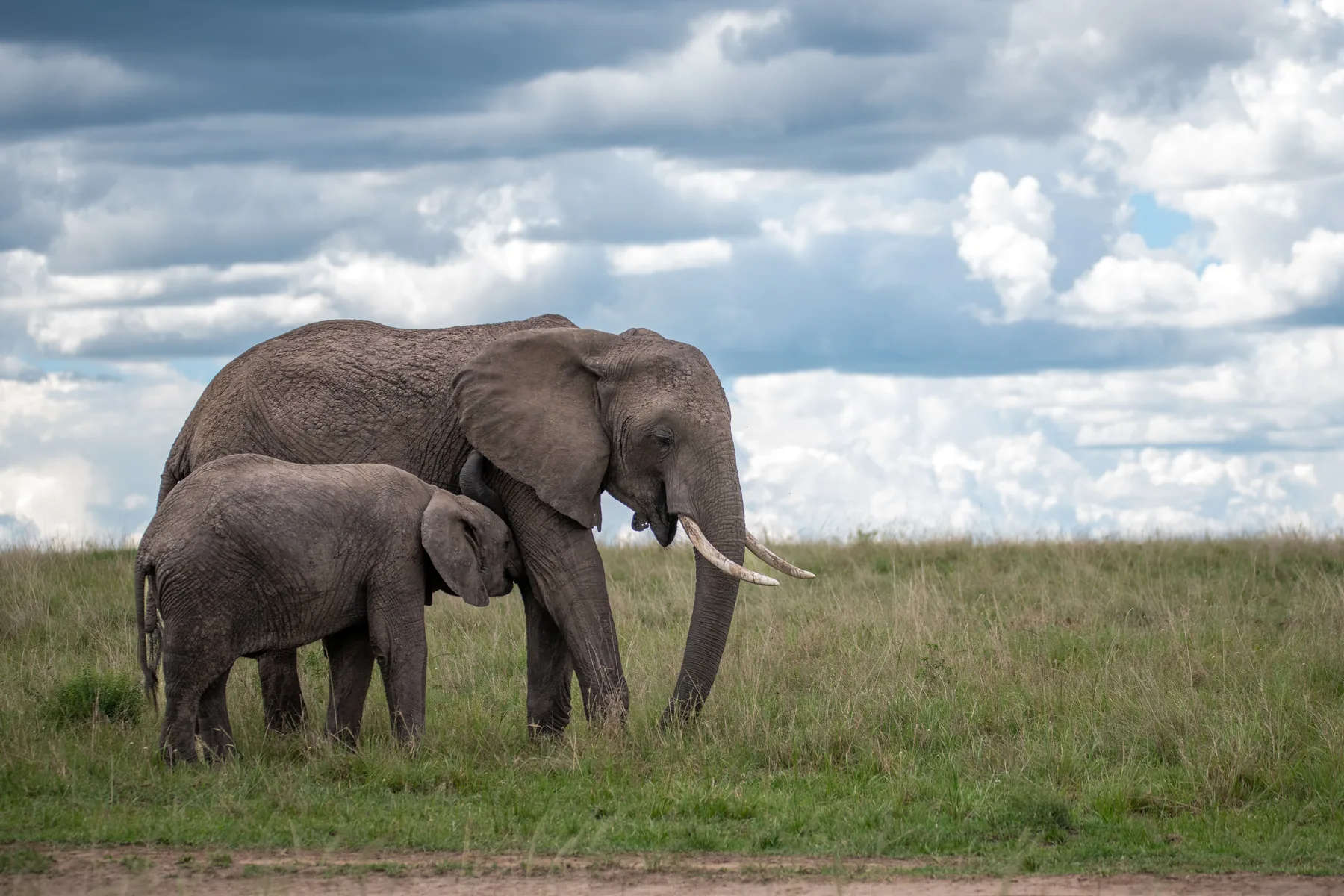 Shelter: wildlife photograph by Joe Clicks, Kenya