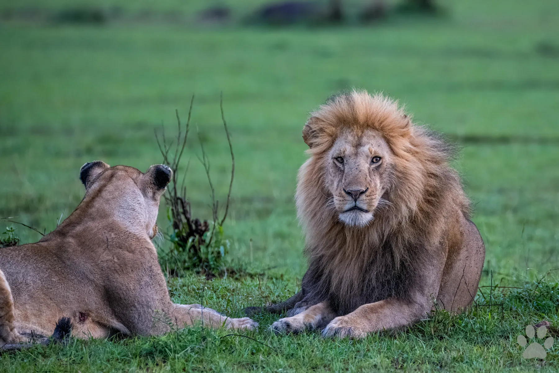 Side by Side: wildlife photograph by Joe Clicks, Kenya