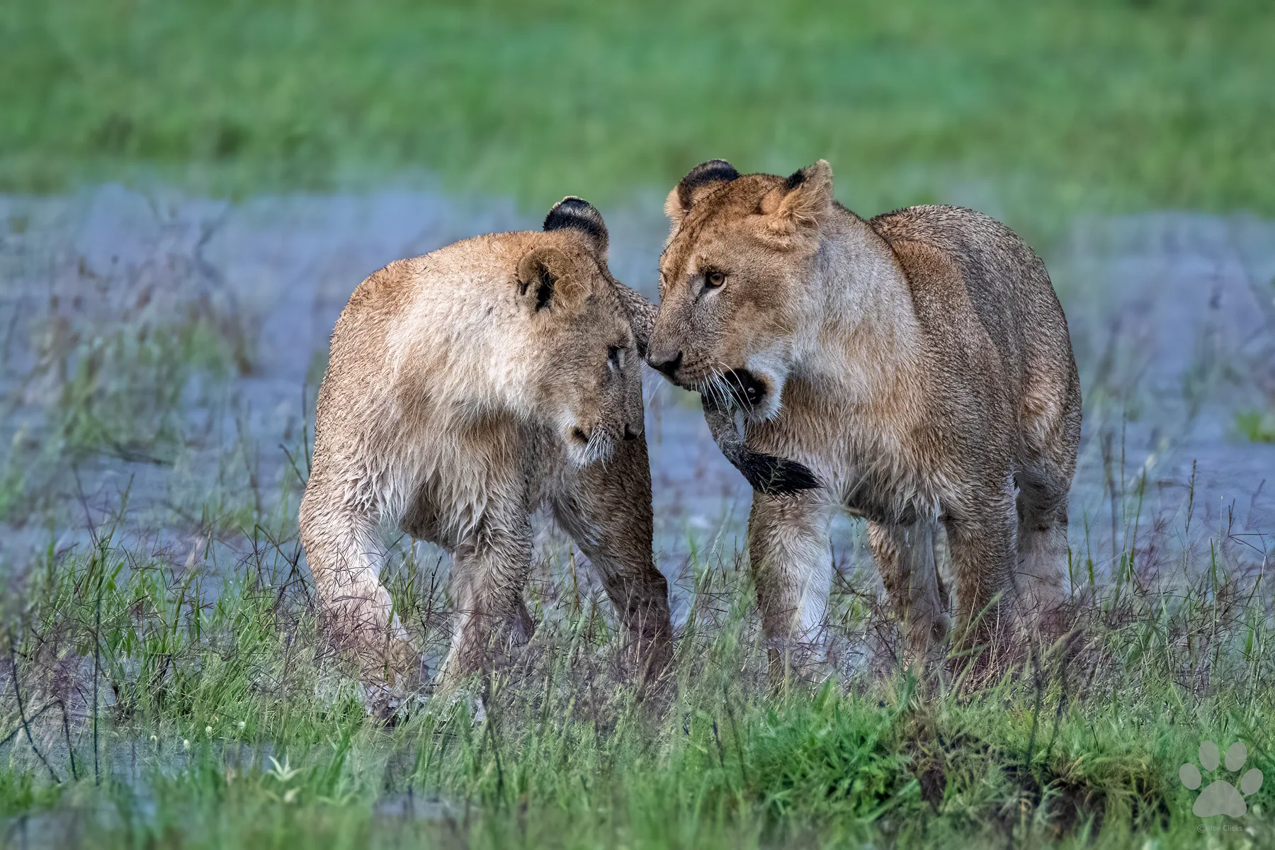 Sisters of the Marsh: wildlife photograph by Joe Clicks, Kenya
