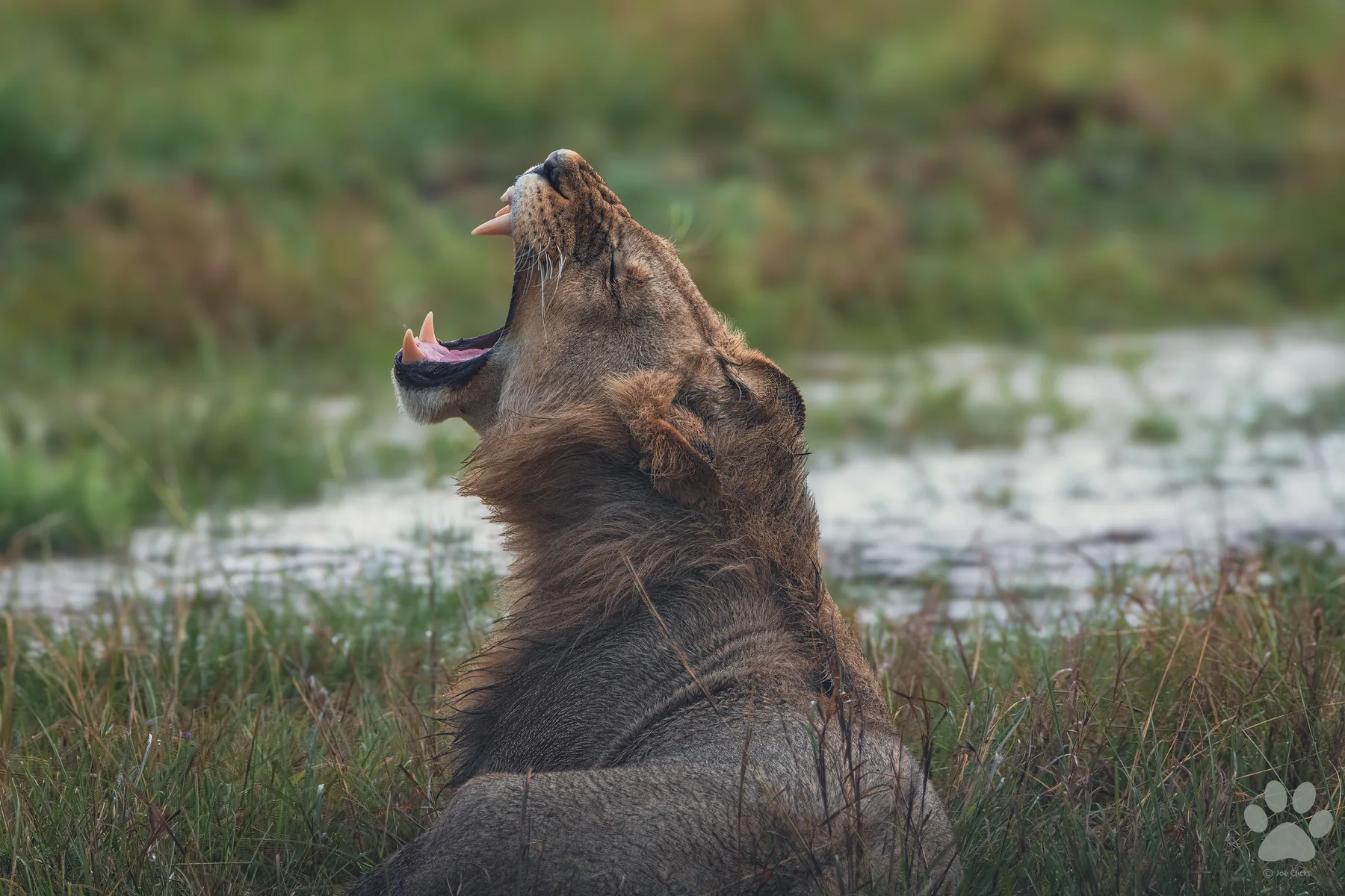 The Roar: wildlife photograph by Joe Clicks, Kenya