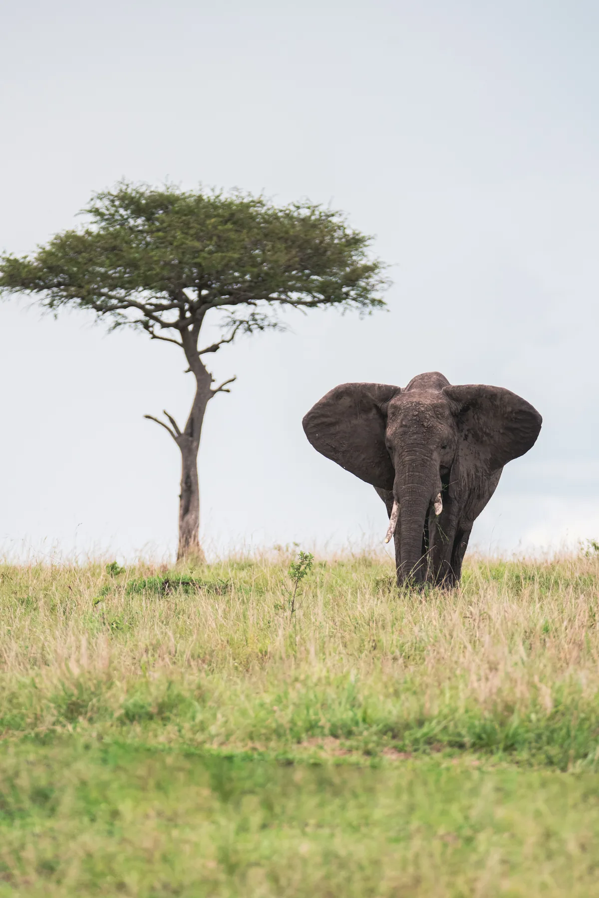 Under the Acacia: wildlife photograph by Joe Clicks, Kenya